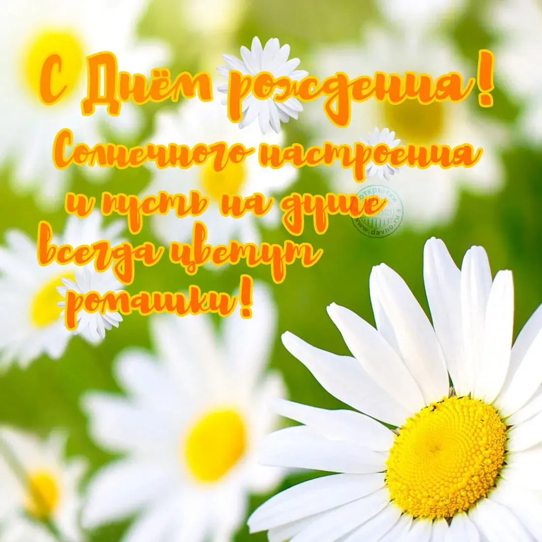 Открытка С ромашками - Открытка с ромашками: нежные цветы и солнечное настроение | Красивая открытка #68