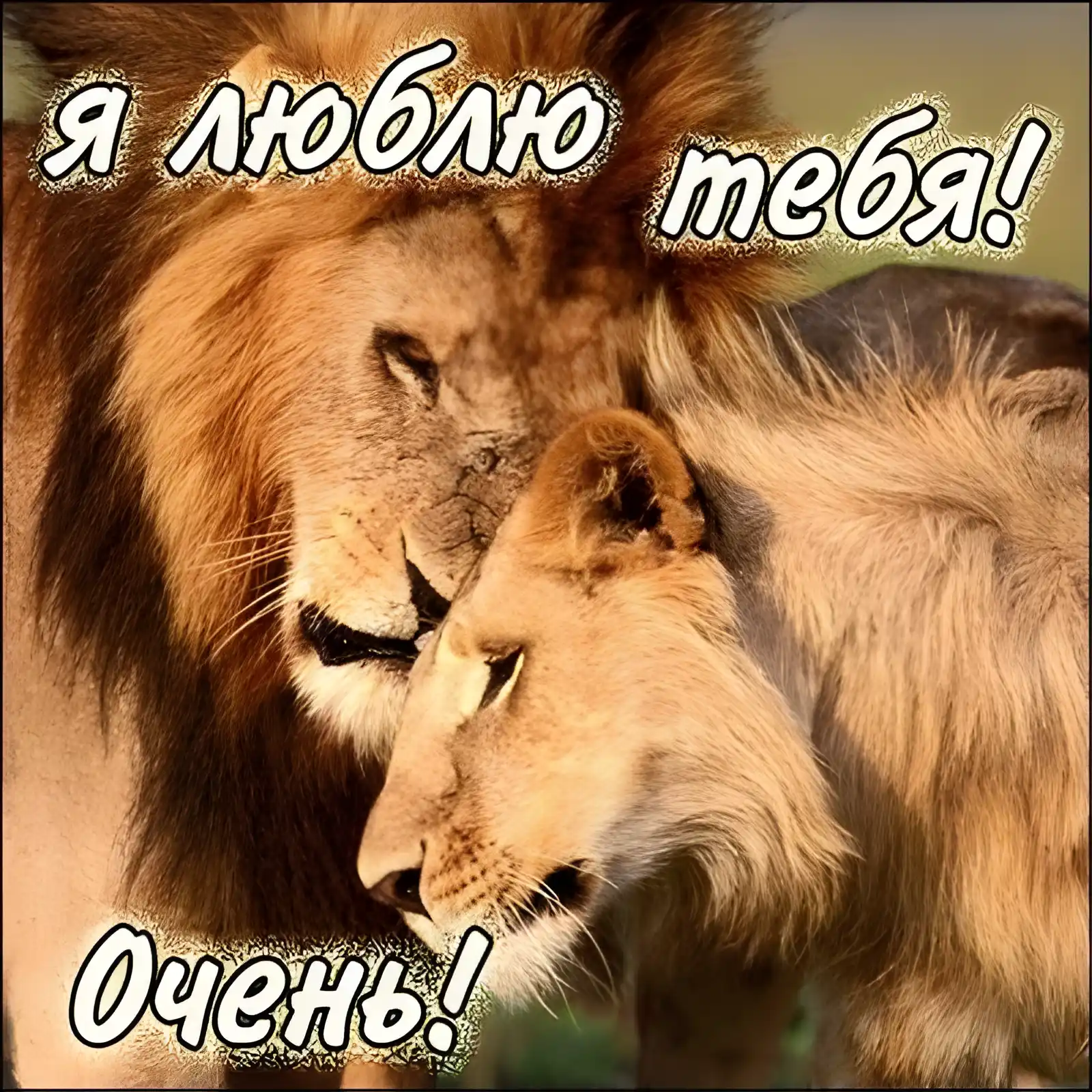 Открытка Открытки с именем Лев  - Открытка с львами: нежные обьятия, символ любви | Красивая открытка #201