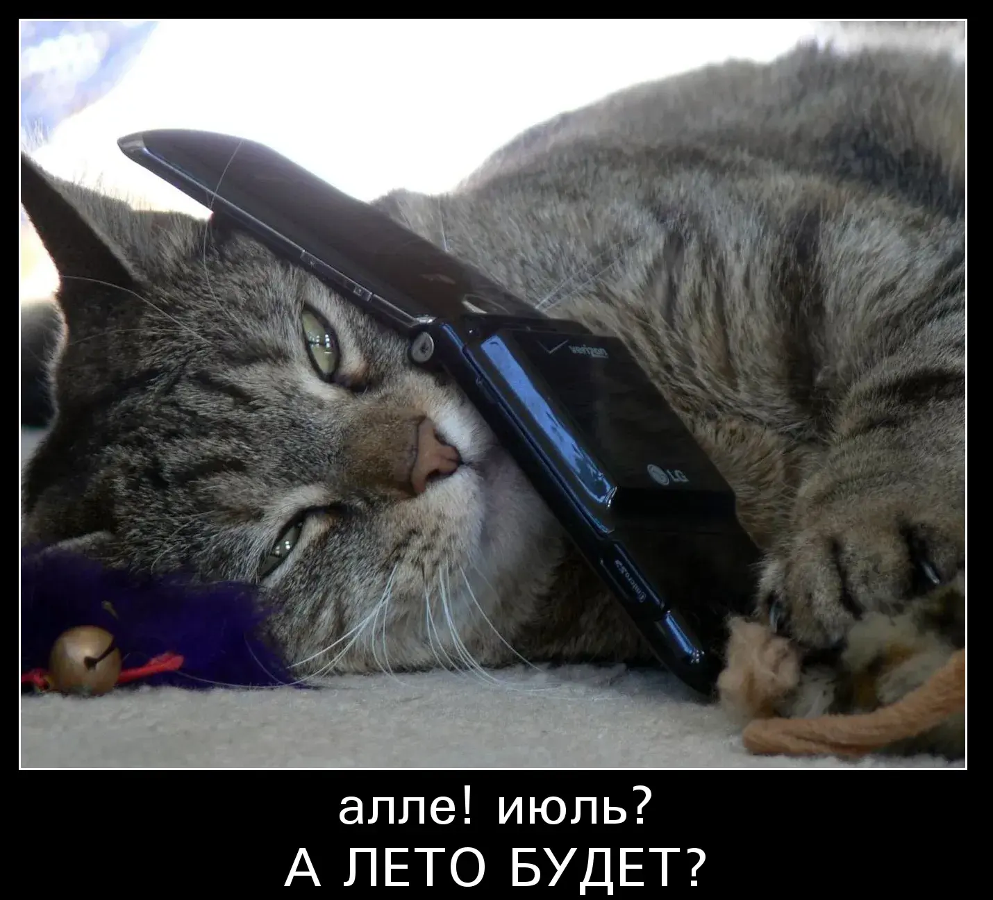 Открытка времена года - Кот и телефон: забавная открытка с котенком | Красивая открытка #43