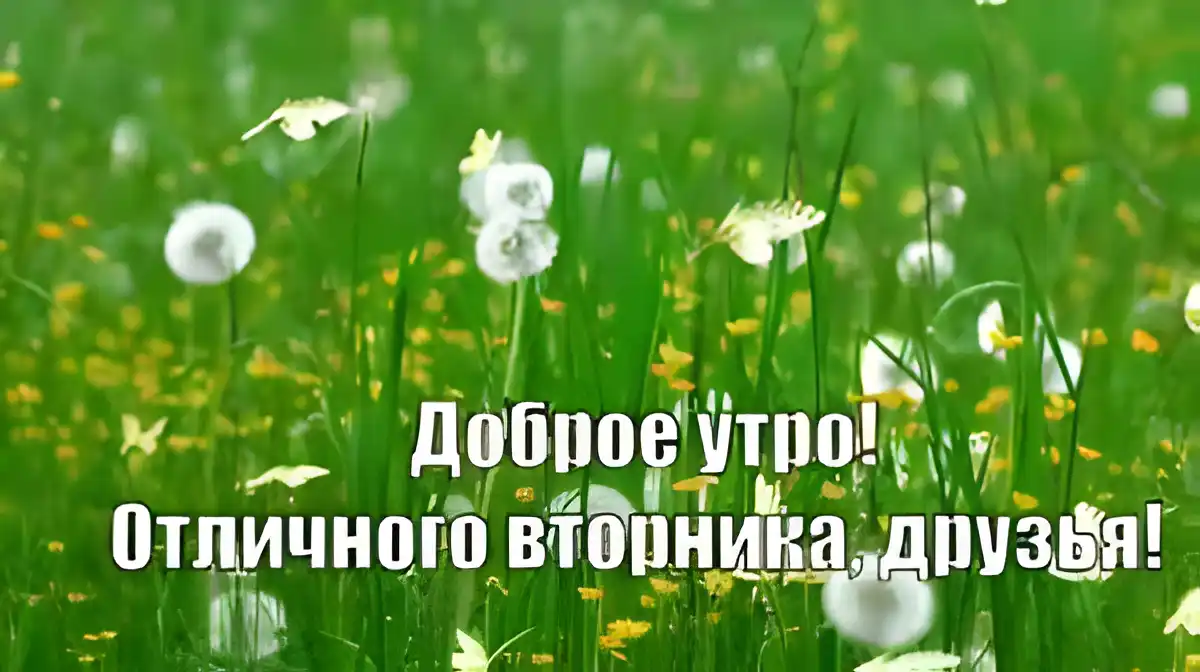 Открытка Открытки на вторник - Утро в поле: открытка с одуванчиками | Красивая открытка #112
