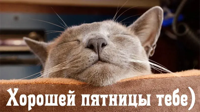 Открытка Удачной пятницы - Спящая кошка: милая открытка с котенком | Красивая открытка #17