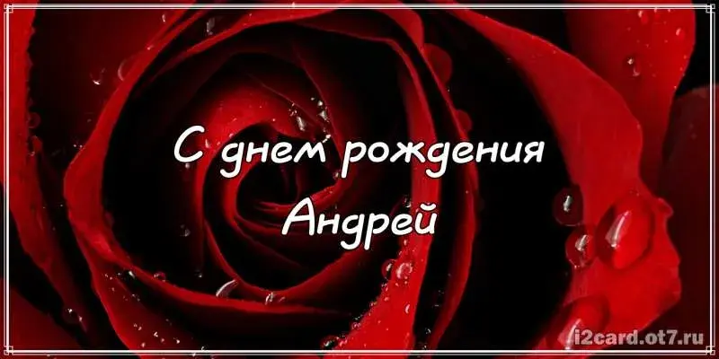Открытка открытки с именем Андрей - Открытка с красной розой: День рождения | Красивая открытка #95