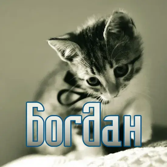 Открытка открытки с именем Богдан - Милый котенок: Открытка с котенком для вас | Красивая открытка #113