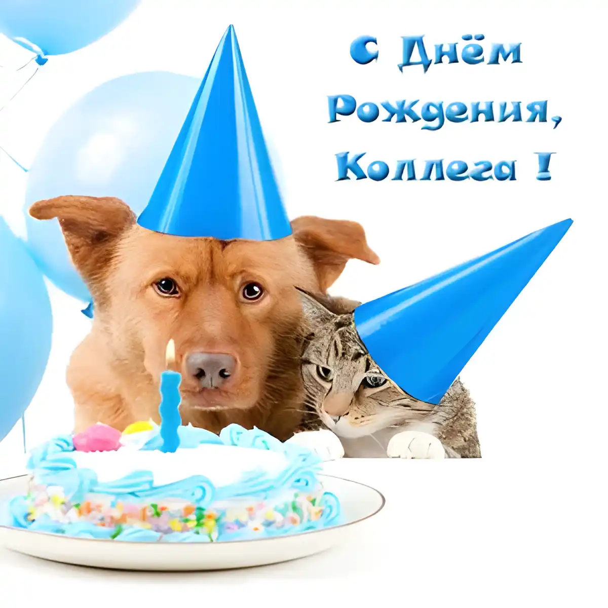 Открытка С Днём рождения коллеге - Собака и кот на дне рождения с тортом | Красивая открытка #3