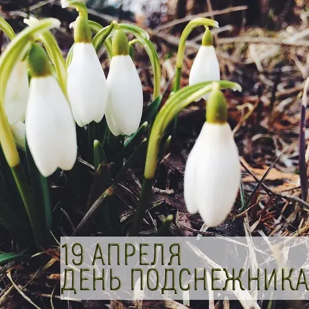 Открытка День подснежника - Подснежники: нежные цветы весенней открытки | Красивая открытка #36