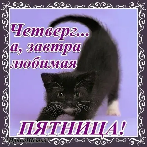 Открытка С четвергом - Милый котенок на открытке: праздничное поздравление | Красивая открытка #27