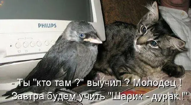 Открытка Прикольные открытки с животными - Ворона и кот у монитора | Красивая открытка #18