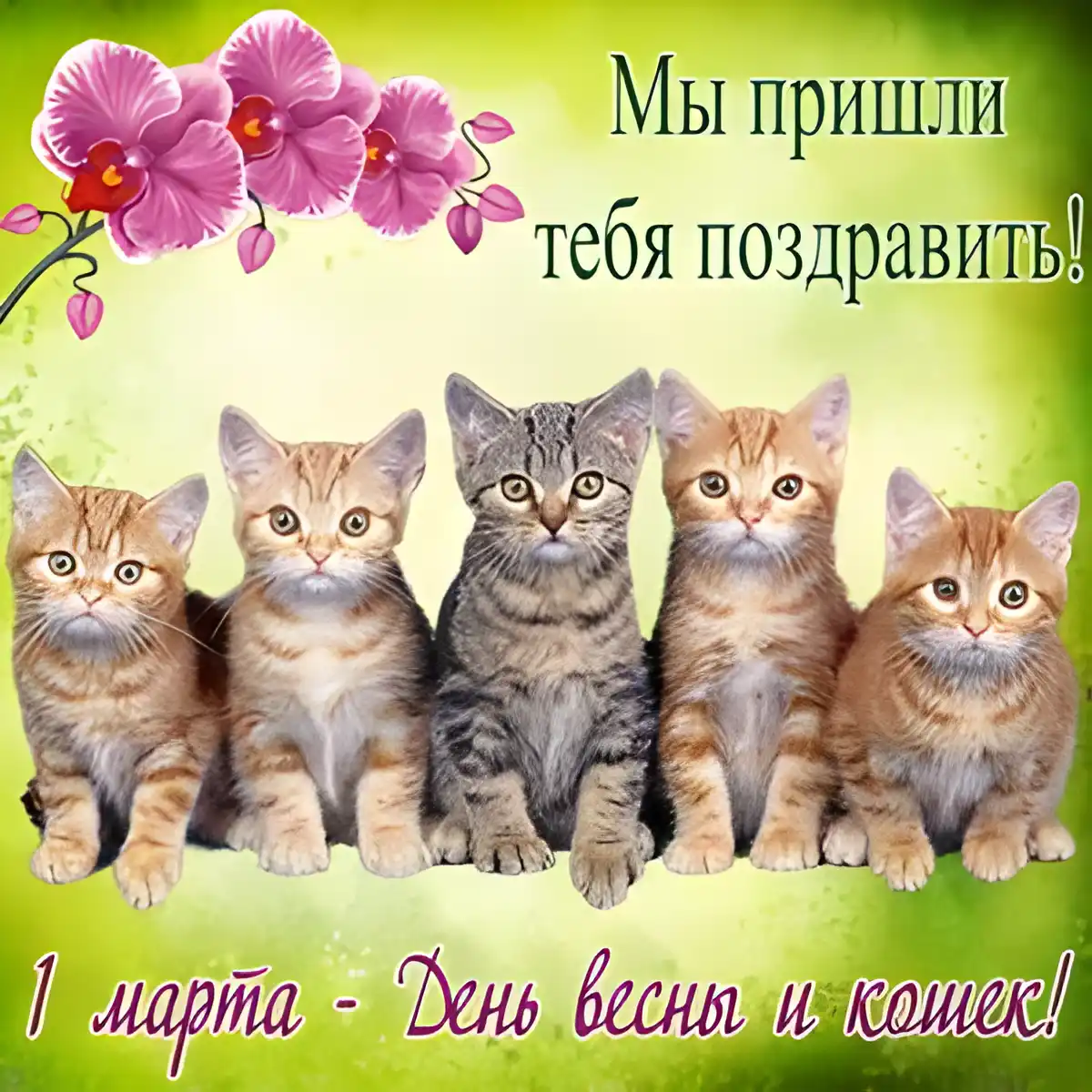 Открытка С Всемирным днём кошек - Открытка с котятами на 1 марта: День кошек и весны | Красивая открытка #65