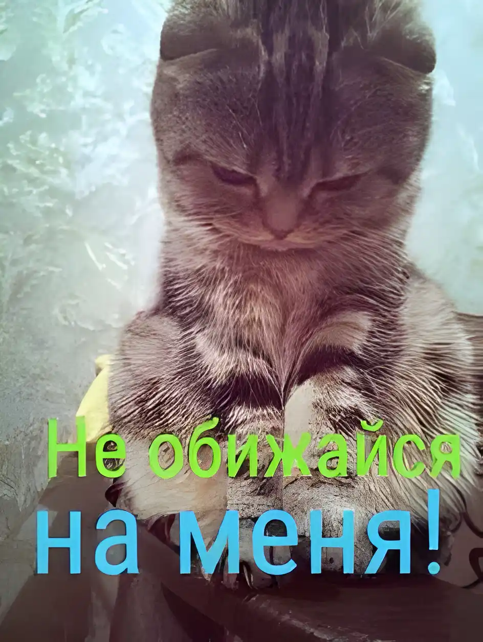 Открытка Прости - Серый котенок на открытке: милый пушистик | Красивая открытка #53