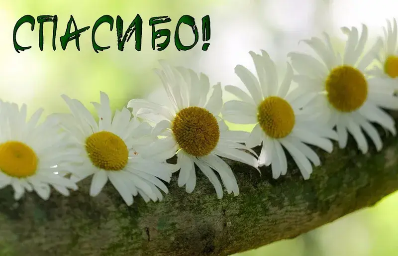 Открытка С ромашками - Полевые цветы на ветке | Красивая открытка #102