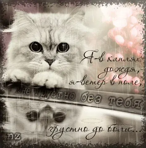 Открытка Открытки скучаю по тебе - Пушистый кот: трогательная открытка с котенком | Красивая открытка #118