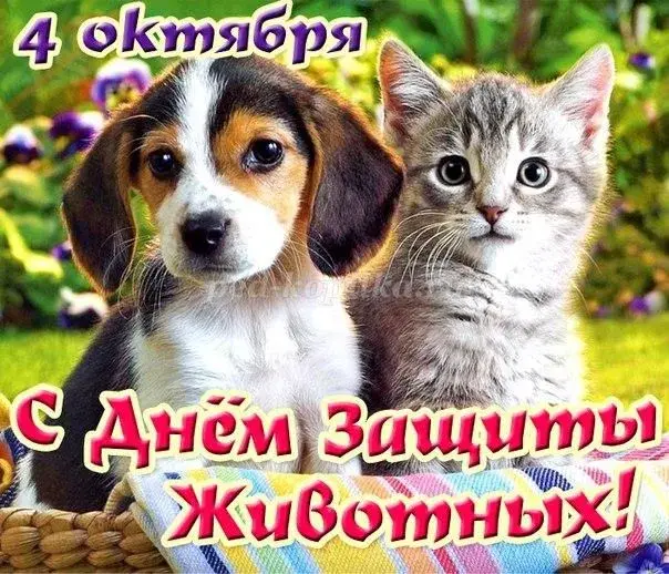 Открытка День защиты животных - Открытка: Милые котенок и щенок | Красивая открытка #21