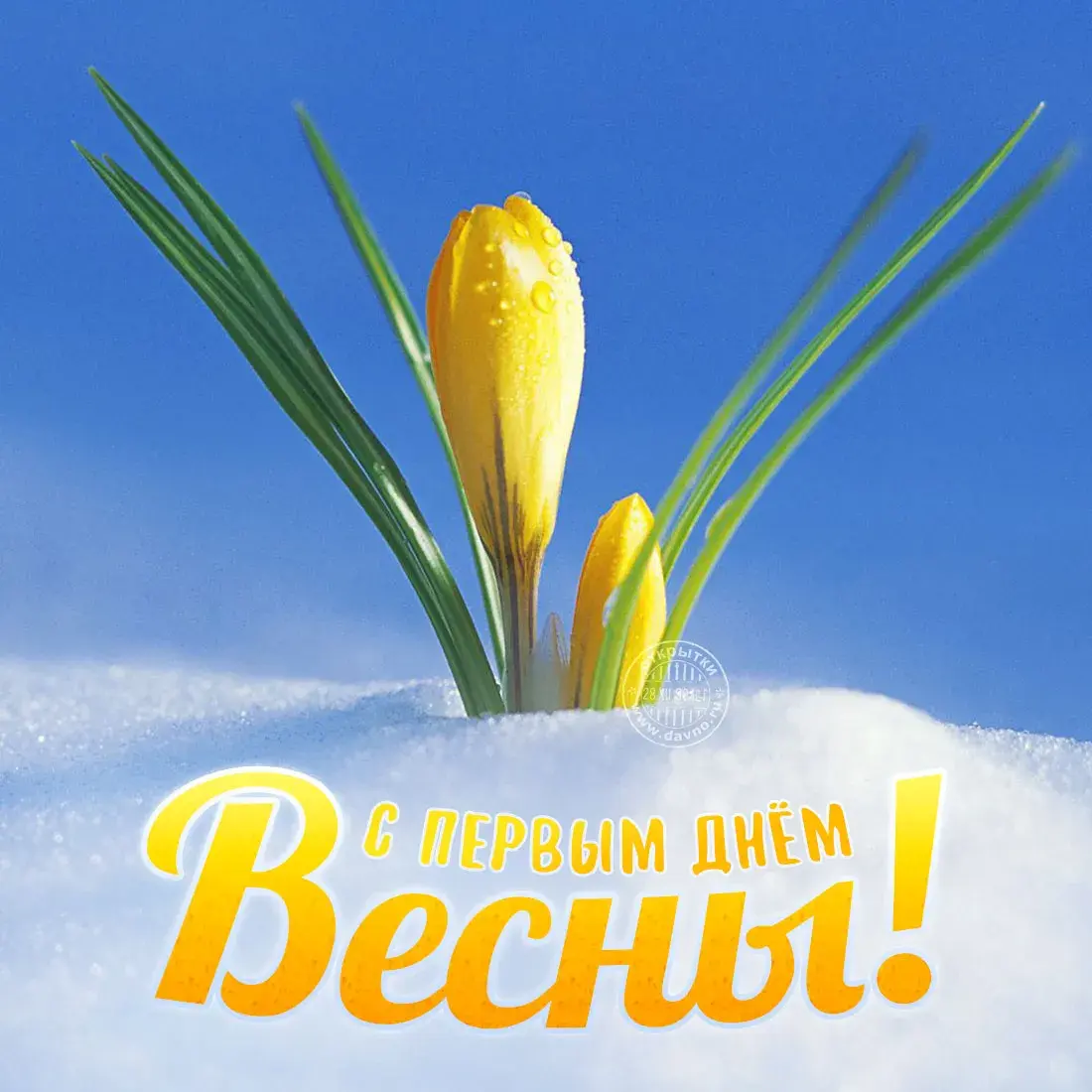 Открытка С первым днём весны - С Первым Днём Весны: Подснежники на снегу | Красивая открытка #4