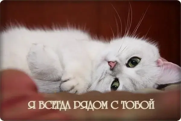 Открытка Я рядом - Белый котенок на красной подушке | Красивая открытка #1