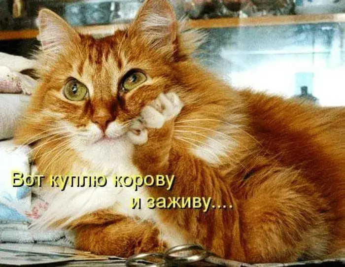 Открытка Прикольные открытки с животными - Рыжий кот с большими глазами: милая открытка | Красивая открытка #16