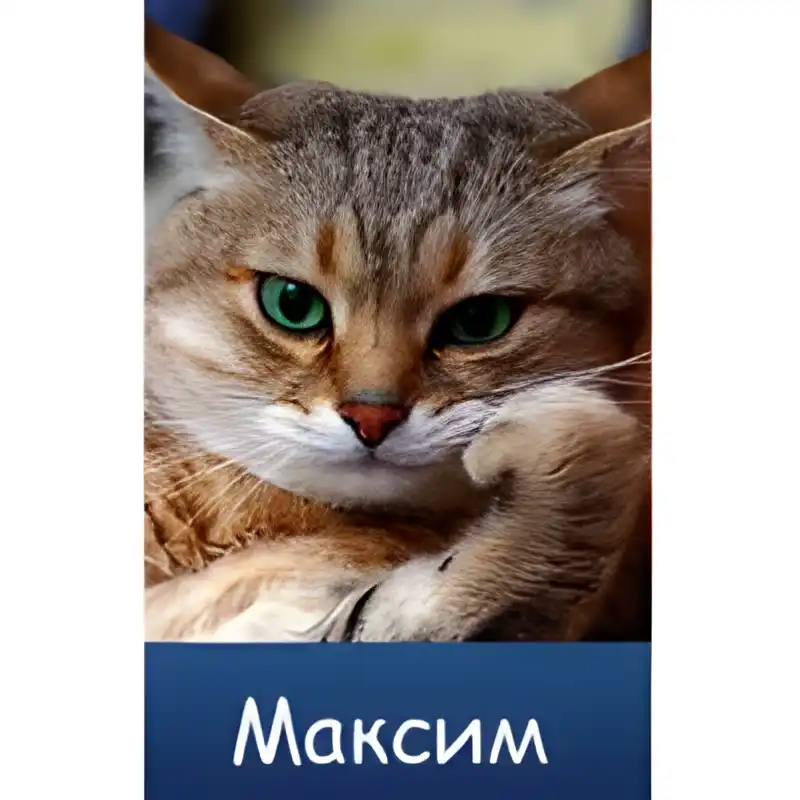 Открытка Открытки с именем Максим  - Открытка с рыжим котом. | Красивая открытка #226
