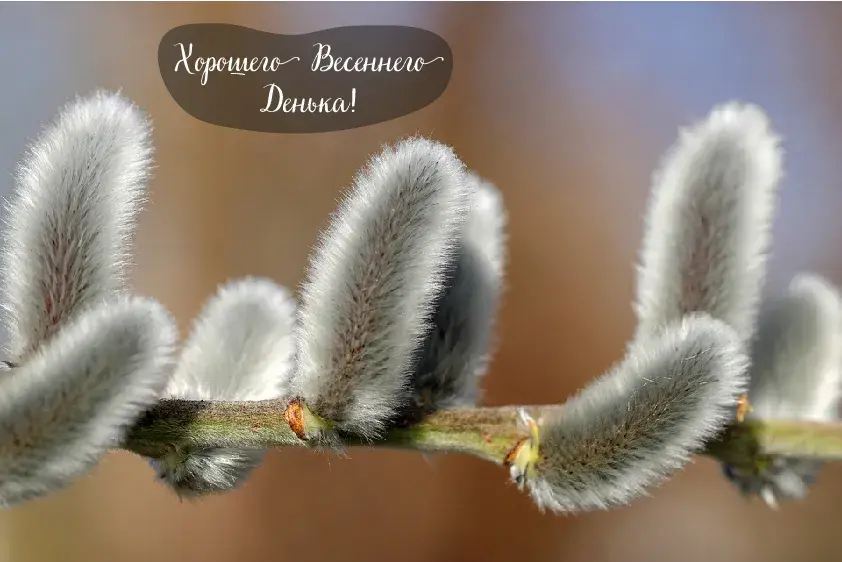 Открытка Весна - Пушистые ветки вербы: весенняя открытка | Красивая открытка #30