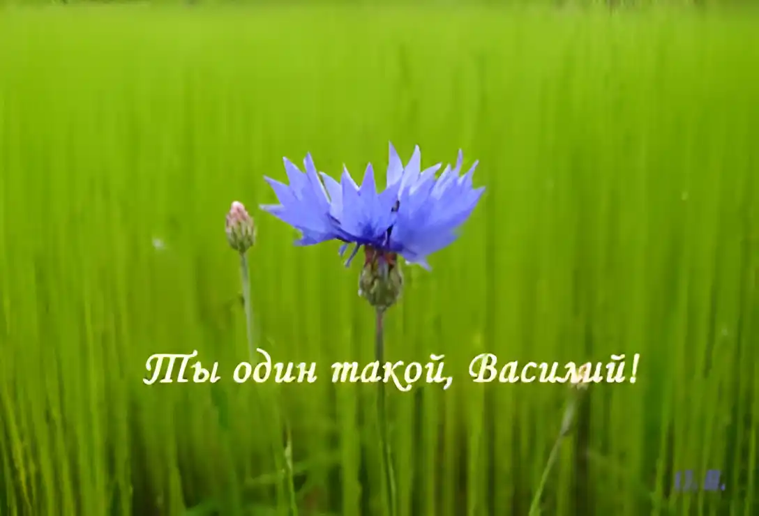 Открытка открытки с именем Василий - Поле с цветком: синий василек на фоне зеленой травы | Красивая открытка #265