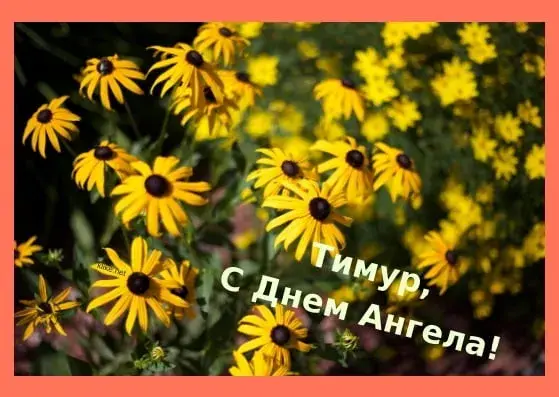 Открытка Открытки с именем Тимур - Полевые цветы: открытка с днем ангела | Красивая открытка #163