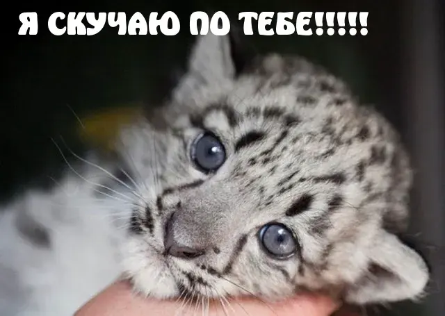 Открытка Скучаю - Я: Угу.

Милый снежный леопард. Открытка с котенком. | Красивая открытка #49