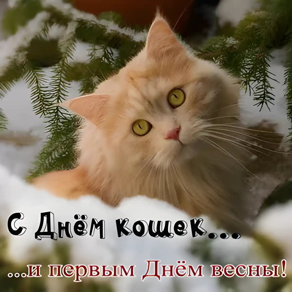 Открытка С Всемирным днём кошек - Рыжий кот в снегу: открытка с Днём весны | Красивая открытка #11