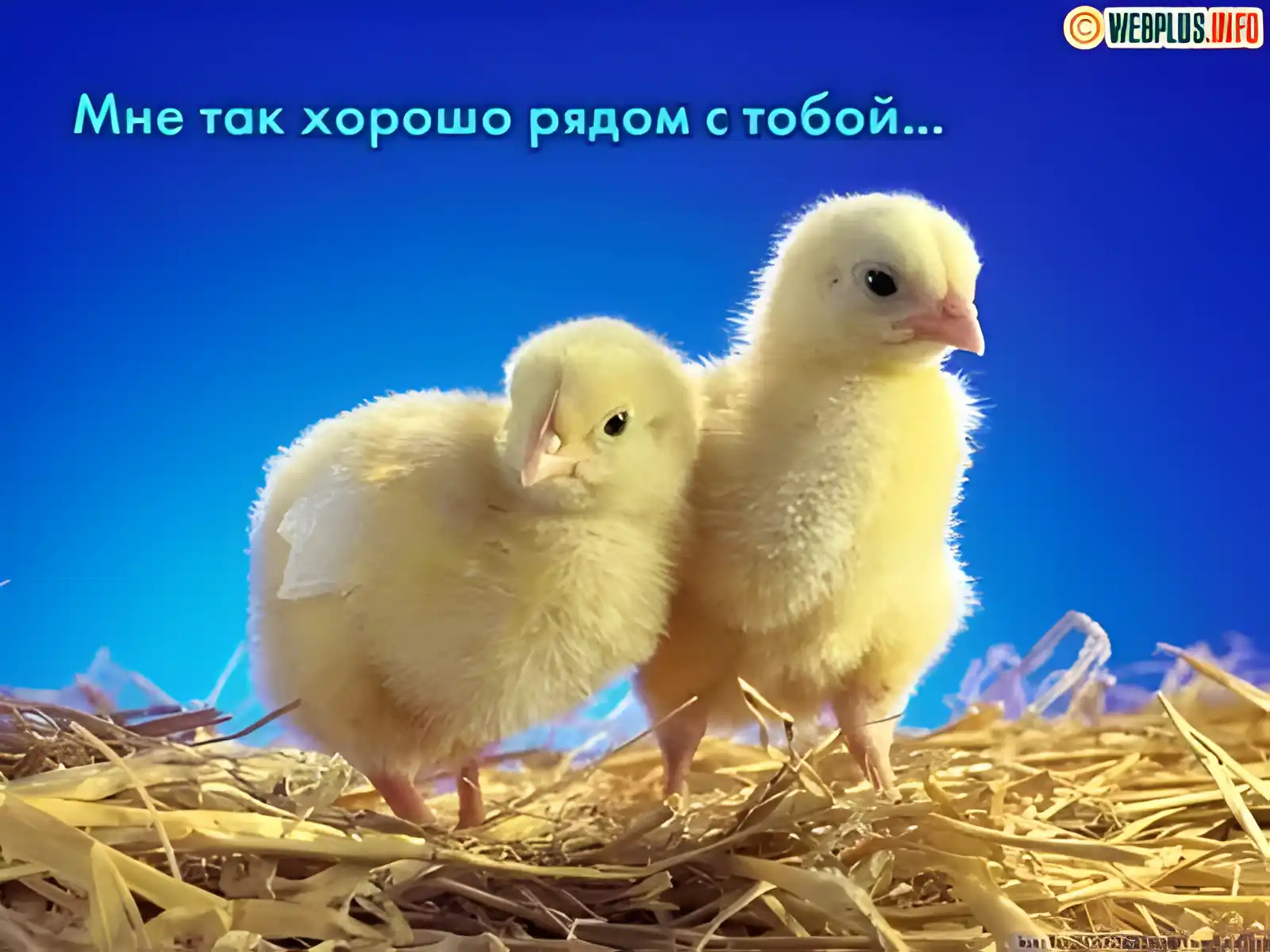 Открытка Я рядом - Две милые цыпляты на открытке | Красивая открытка #83