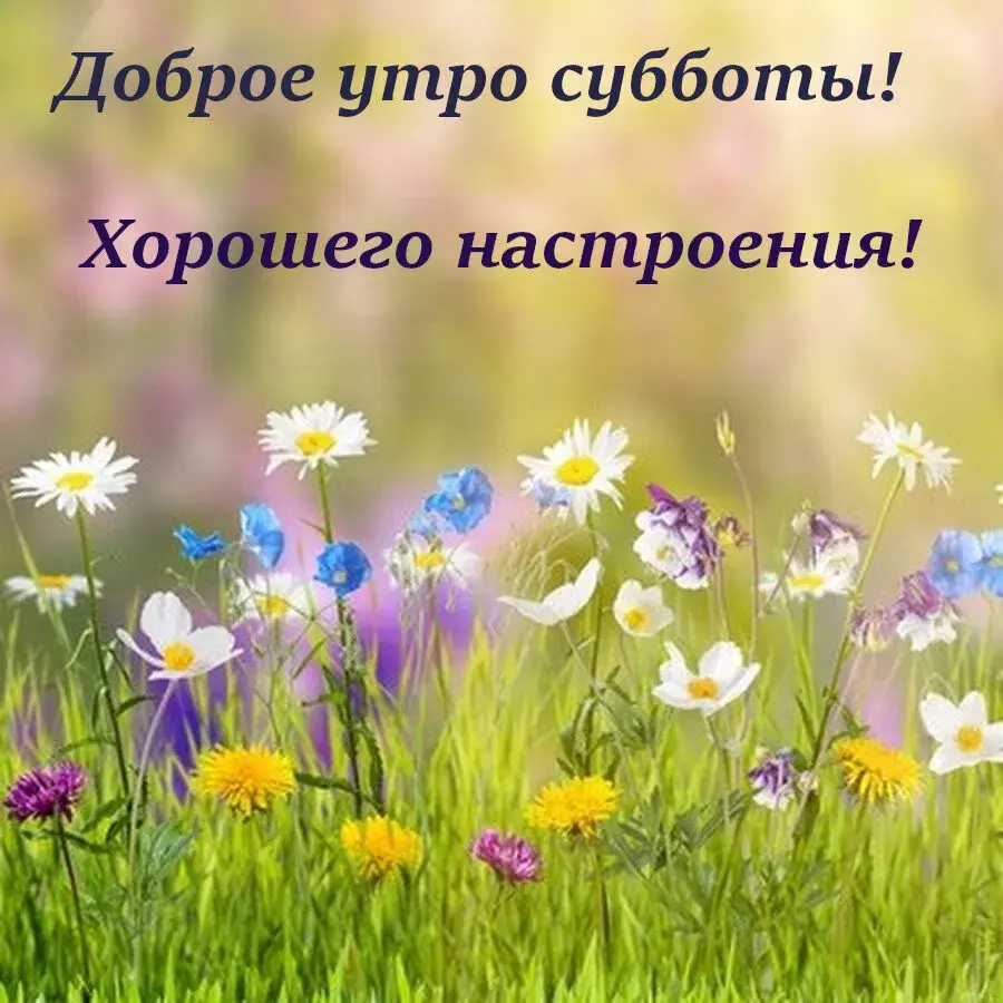 Открытка Доброе утро суббота - Полевые цветы: нежная красота летнего луга | Красивая открытка #35
