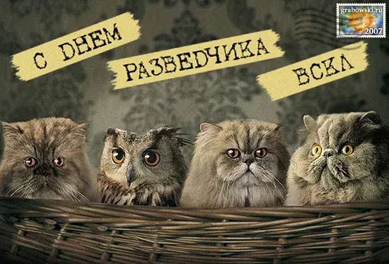 Открытка С днём военного разведчика - Открытка с котами и совой: забавный подарок | Красивая открытка #26