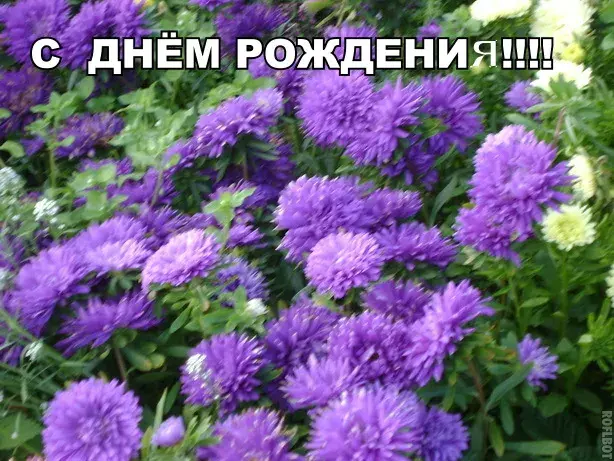 Открытка С астрами - Фиолетовые цветы: Открытка с днем рождения | Красивая открытка #24