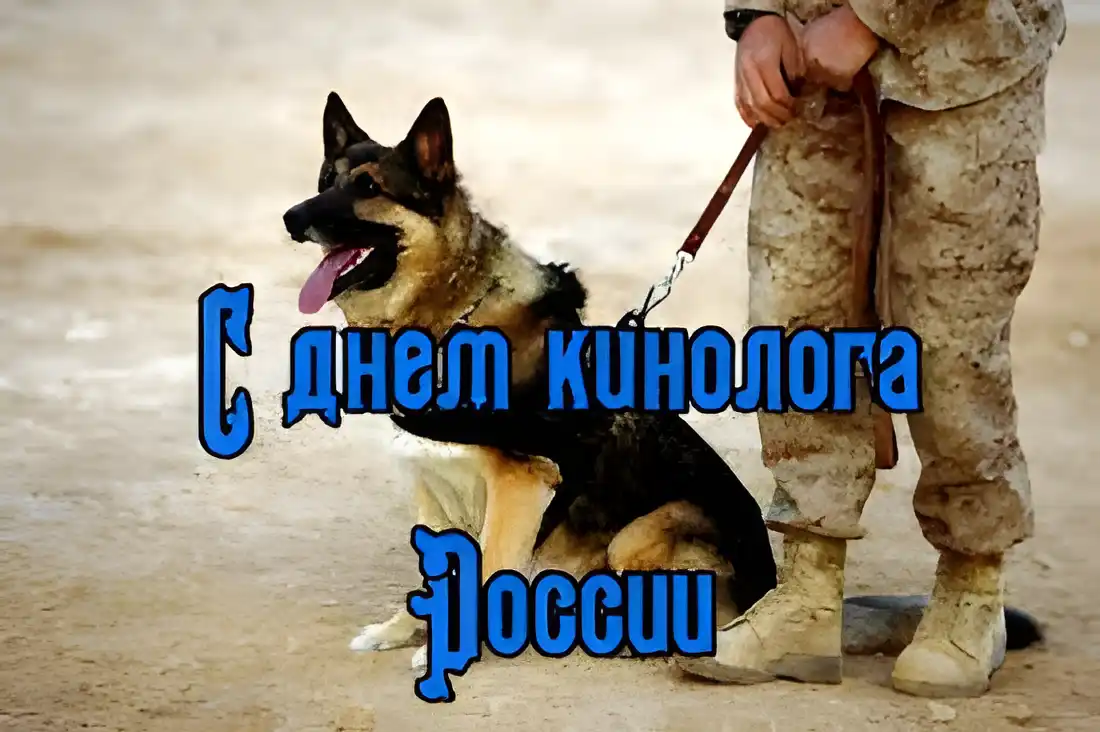 Открытка Открытки с днем кинолога - Немецкая овчарка и военный | Красивая открытка #21