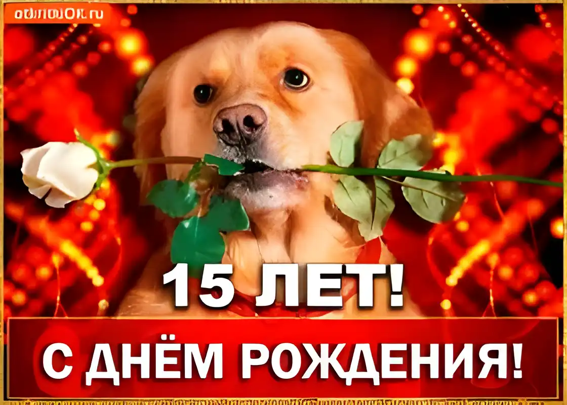 Открытка Открытки на 15 лет - Открытка с собакой и розой: С Днём рождения! | Красивая открытка #43