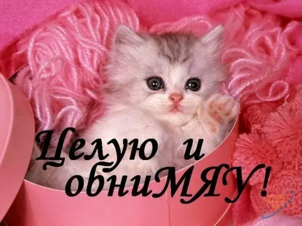Открытка Целую - Симпатичный котенок в розовых лепестках | Красивая открытка #19