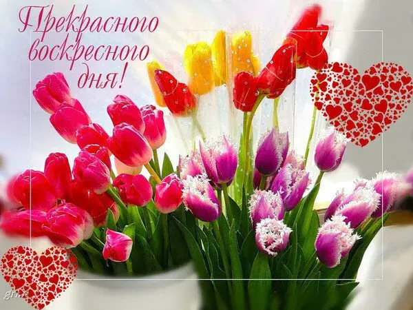 Открытка Удачного воскресенья - Букет тюльпанов: красные, желтые, розовые цветы | Красивая открытка #22