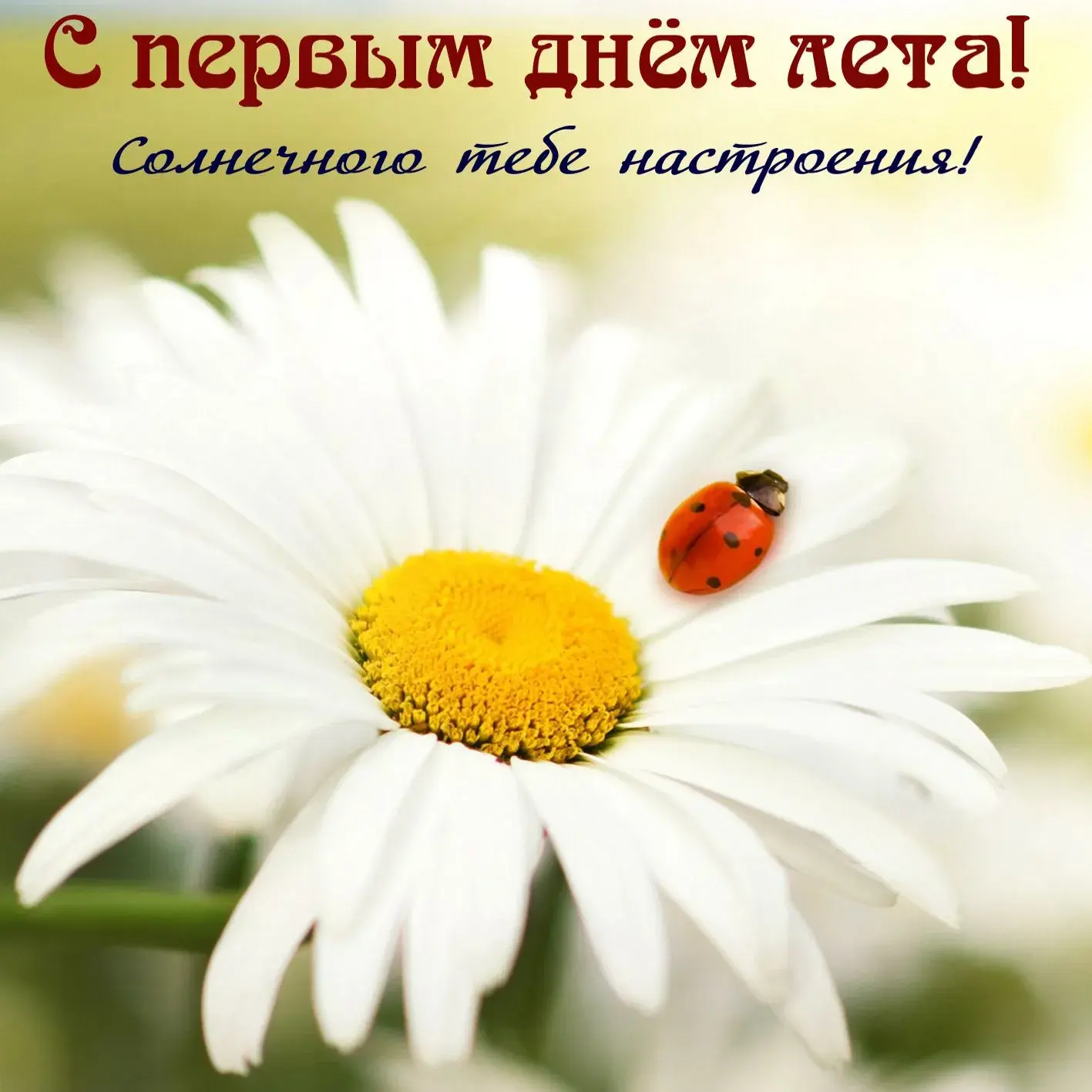 Открытка С первым днём лета - Белый цветок с божьей коровкой. | Красивая открытка #11