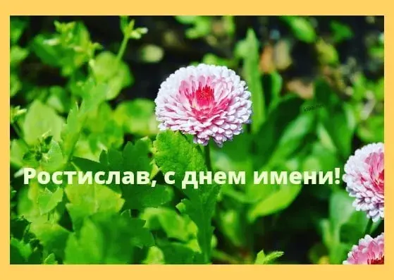 Открытка Открытки с именем Ростислав  - Открытка с днем имени: нежные цветы на фоне зелени | Красивая открытка #196
