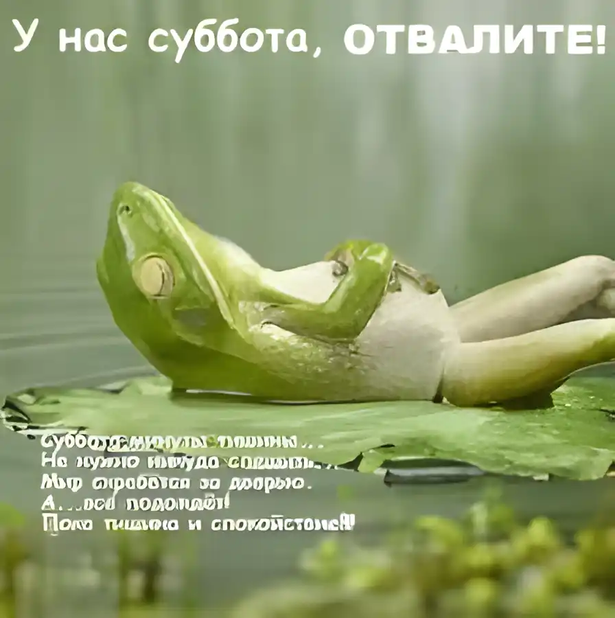 Открытка Открытки на субботу - Лягушка отдыхает на листе: открытка с природой | Красивая открытка #162