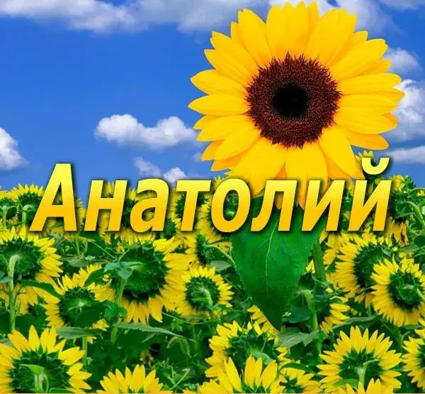 Открытка открытки с именем Анатолий - Подсолнухи на фоне голубого неба | Красивая открытка #141
