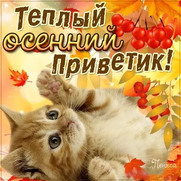 Открытка осенний привет - Открытка с котенком: Привет! | Красивая открытка #14