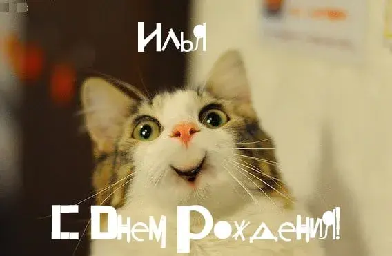 Открытка Открытки с именем Илья - Открытка с котом: С Днём Рождения! | Красивая открытка #120
