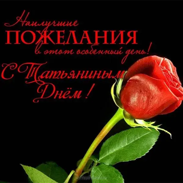 Открытка Татьянин день - Красная роза на открытке: поздравление с праздником | Красивая открытка #119