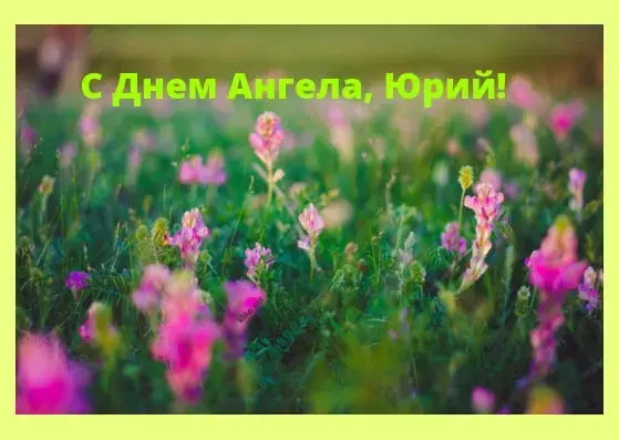 Открытка Открытки с именем Юрий - Поле с цветами: открытка с цветами | Красивая открытка #98
