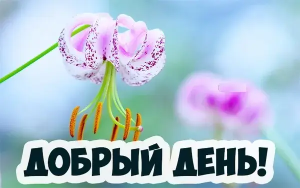 Открытка добрый день - Открытка с лилией: нежная красота и добрый день | Красивая открытка #61