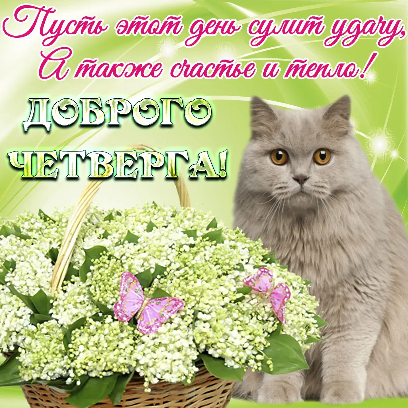Открытка Удачного четверга - Открытка с котом и ландышем | Красивая открытка #8