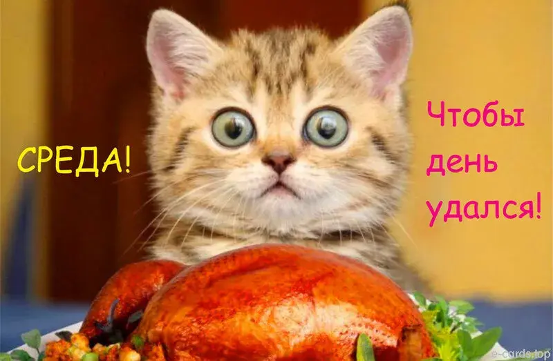 Открытка Открытки на среду - Смешная открытка с котенком и тыквой | Красивая открытка #114