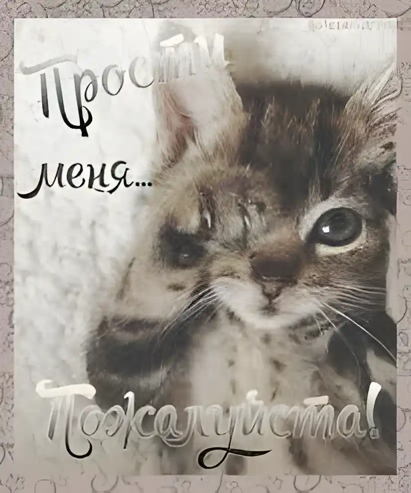Открытка Прости - Милая кошка на открытке: милый подарок | Красивая открытка #69