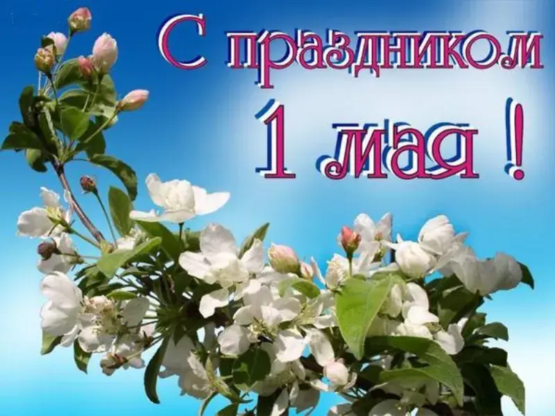 Открытка 1 мая - Цветущая вишня на синем фоне: открытка с праздником | Красивая открытка #243
