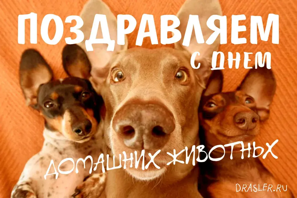 Открытка Открытки на Всемирный день домашних животных - Открытка с щенками: С Днем! | Красивая открытка #6