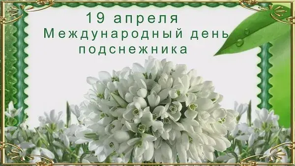 Открытка Открытки с днем подснежника - Подснежники: открытка с цветами на 19 апреля | Красивая открытка #5