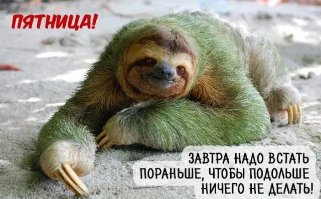 Открытка Пятница - Ленивец: Завтра надо встать! Открытка с животным | Красивая открытка #46