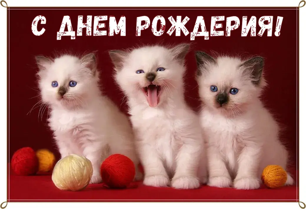 Открытка С кошками - Открытка с котятами и клубками шерсти | Красивая открытка #39